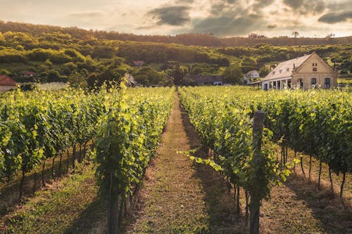 ROEDERER ESTATE BRUT 750ml